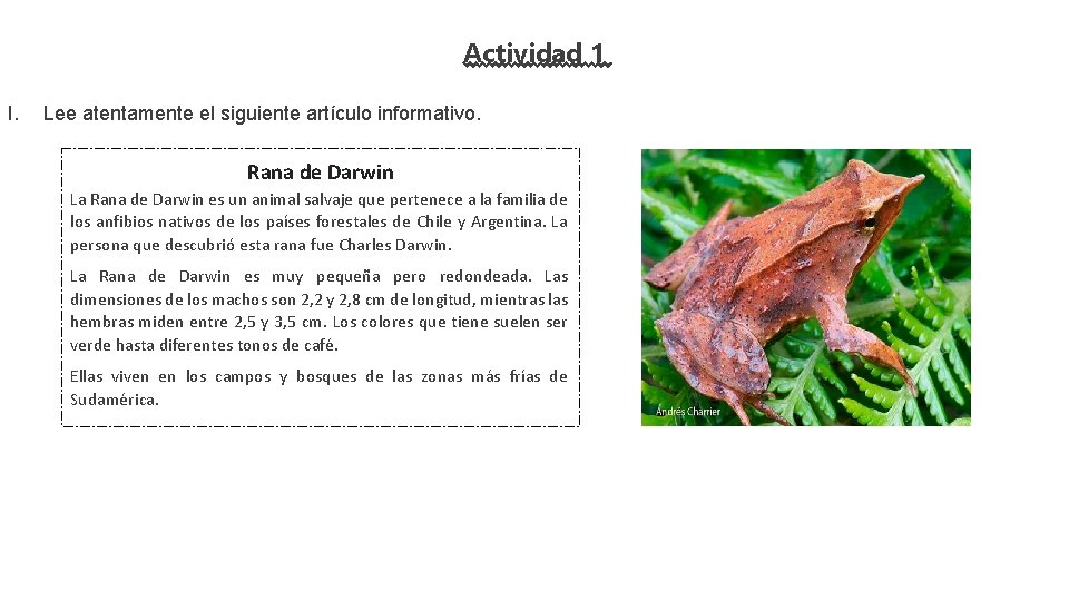 Actividad 1 I. Lee atentamente el siguiente artículo informativo. Rana de Darwin La Rana