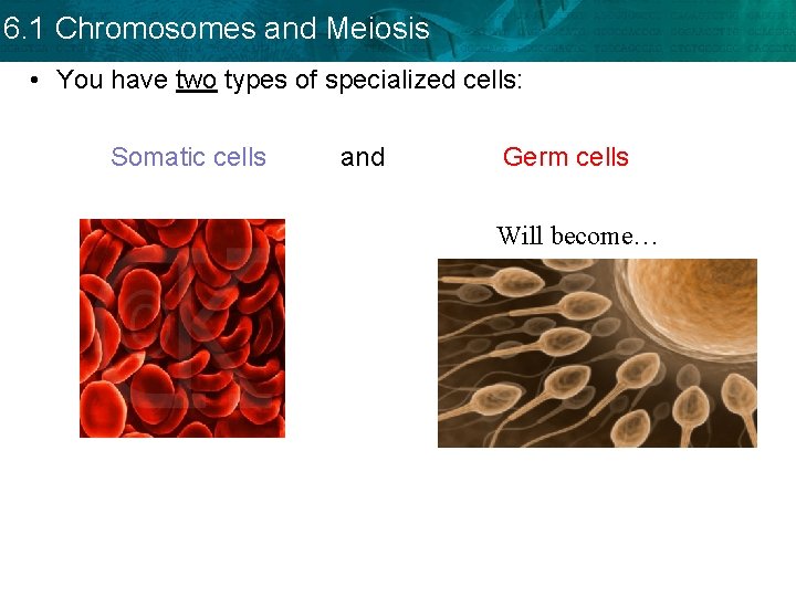 6. 1 Chromosomes and Meiosis • You have two types of specialized cells: Somatic 6. 1 Chromosomes and Meiosis • You have two types of specialized cells: Somatic