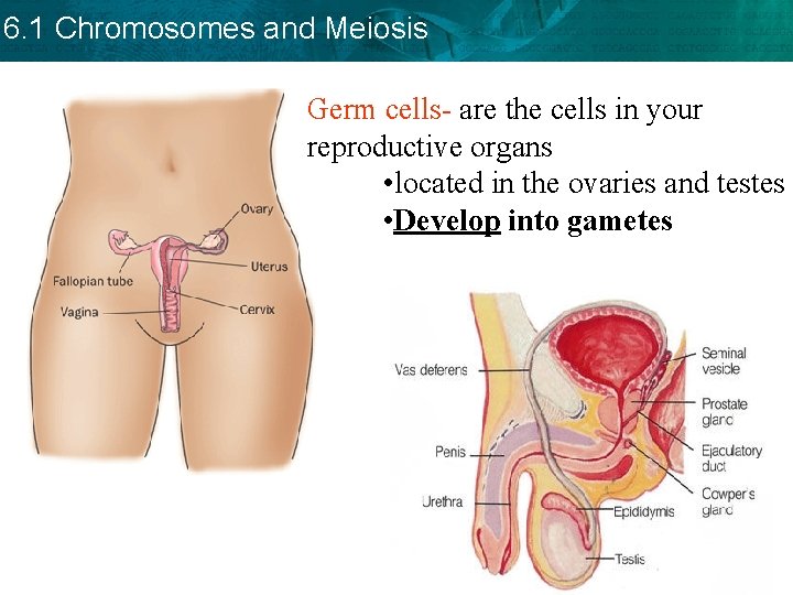6. 1 Chromosomes and Meiosis Germ cells- are the cells in your reproductive organs 6. 1 Chromosomes and Meiosis Germ cells- are the cells in your reproductive organs