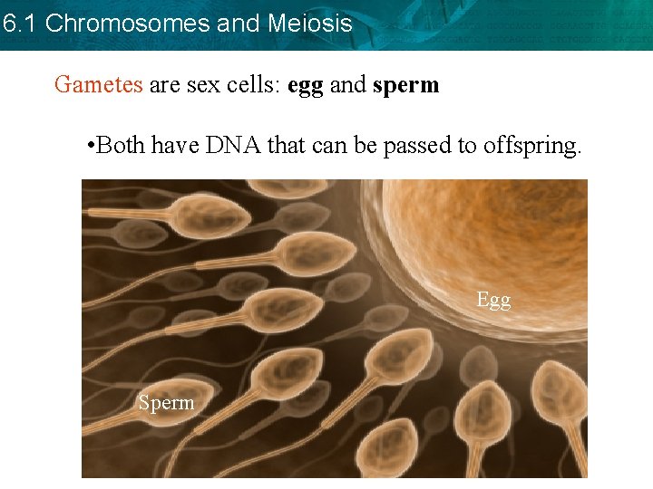 6. 1 Chromosomes and Meiosis Gametes are sex cells: egg and sperm • Both