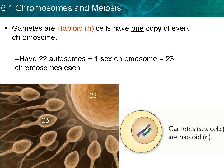 6. 1 Chromosomes and Meiosis • Gametes are Haploid (n) cells have one copy 6. 1 Chromosomes and Meiosis • Gametes are Haploid (n) cells have one copy
