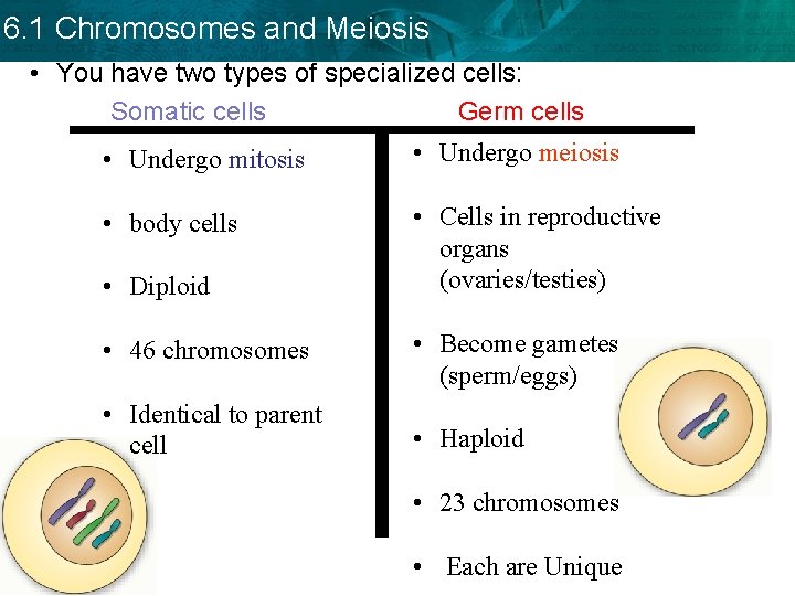 6. 1 Chromosomes and Meiosis • You have two types of specialized cells: Somatic 6. 1 Chromosomes and Meiosis • You have two types of specialized cells: Somatic