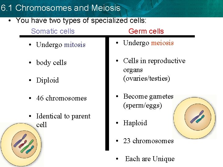 6. 1 Chromosomes and Meiosis • You have two types of specialized cells: Somatic