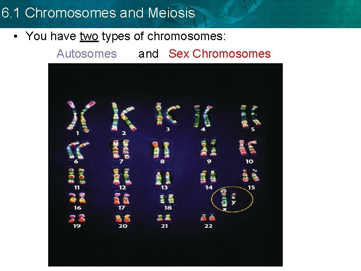 6. 1 Chromosomes and Meiosis • You have two types of chromosomes: Autosomes and