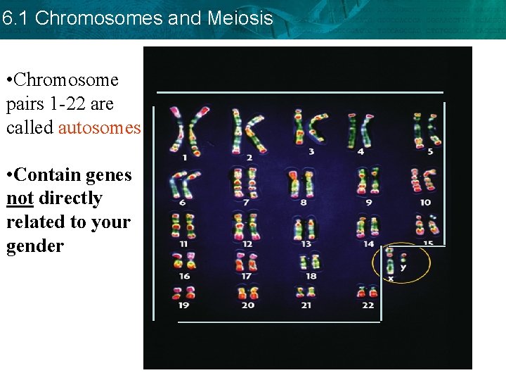 6. 1 Chromosomes and Meiosis • Chromosome pairs 1 -22 are called autosomes •