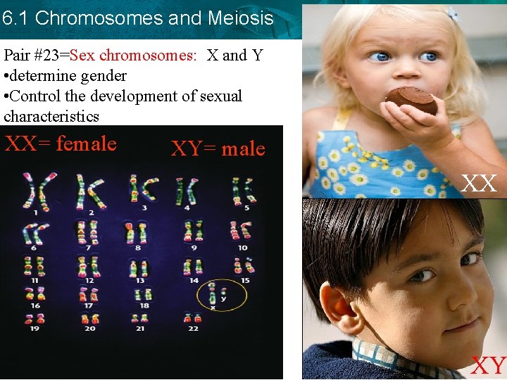 6. 1 Chromosomes and Meiosis Pair #23=Sex chromosomes: X and Y • determine gender