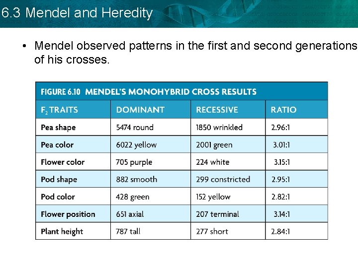 6. 3 Mendel and Heredity • Mendel observed patterns in the first and second