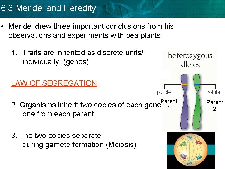 6. 3 Mendel and Heredity • Mendel drew three important conclusions from his observations