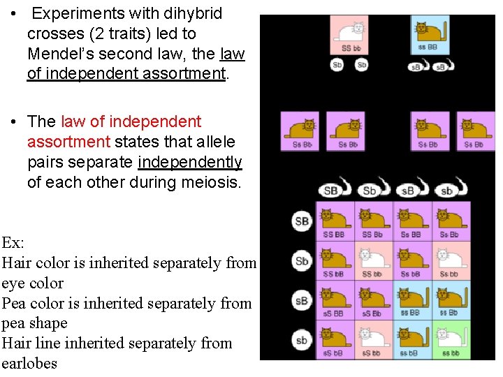  • Experiments with dihybrid crosses (2 traits) led to Mendel’s second law, the