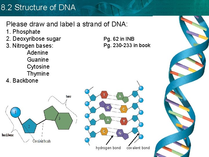 8. 2 Structure of DNA Please draw and label a strand of DNA: 1.