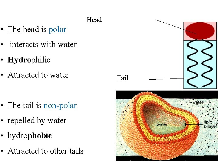 Head • The head is polar • interacts with water • Hydrophilic • Attracted Head • The head is polar • interacts with water • Hydrophilic • Attracted