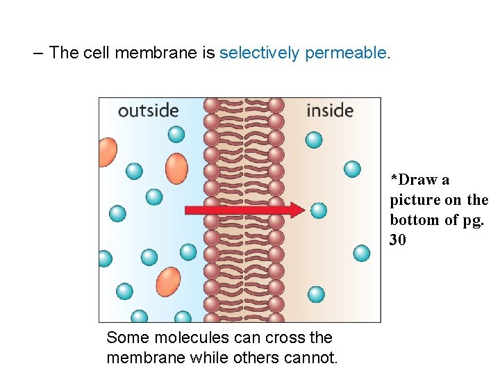 – The cell membrane is selectively permeable. *Draw a picture on the bottom of