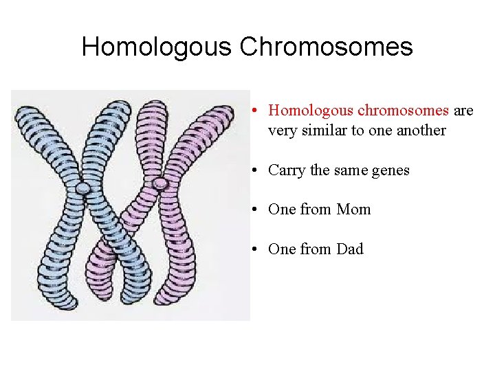 Homologous Chromosomes • Homologous chromosomes are very similar to one another • Carry the