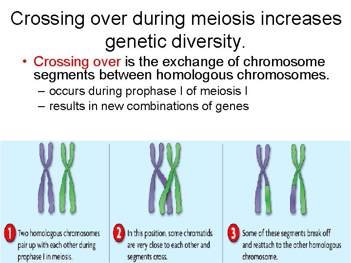 Crossing over during meiosis increases genetic diversity. • Crossing over is the exchange of