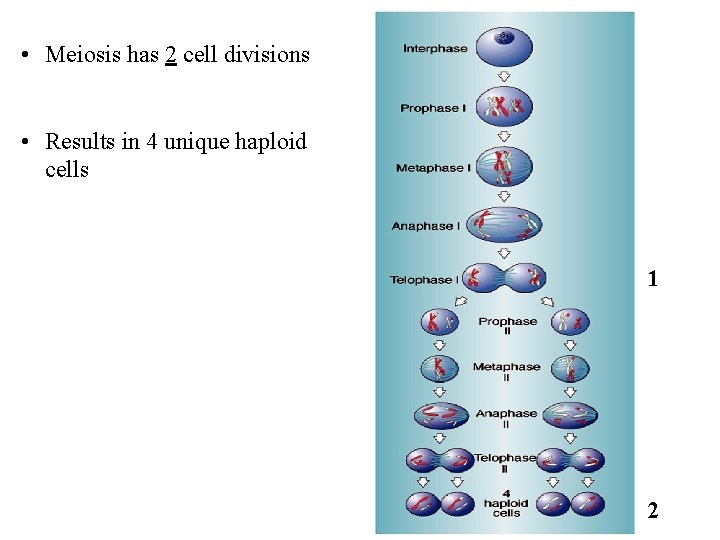 • Meiosis has 2 cell divisions • Results in 4 unique haploid cells  • Meiosis has 2 cell divisions • Results in 4 unique haploid cells