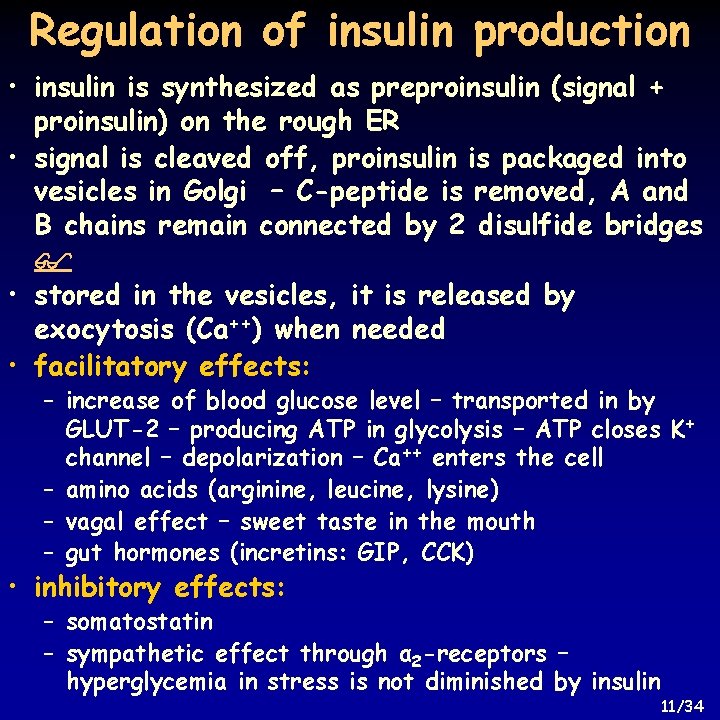 Regulation of insulin production • insulin is synthesized as preproinsulin (signal + proinsulin) on