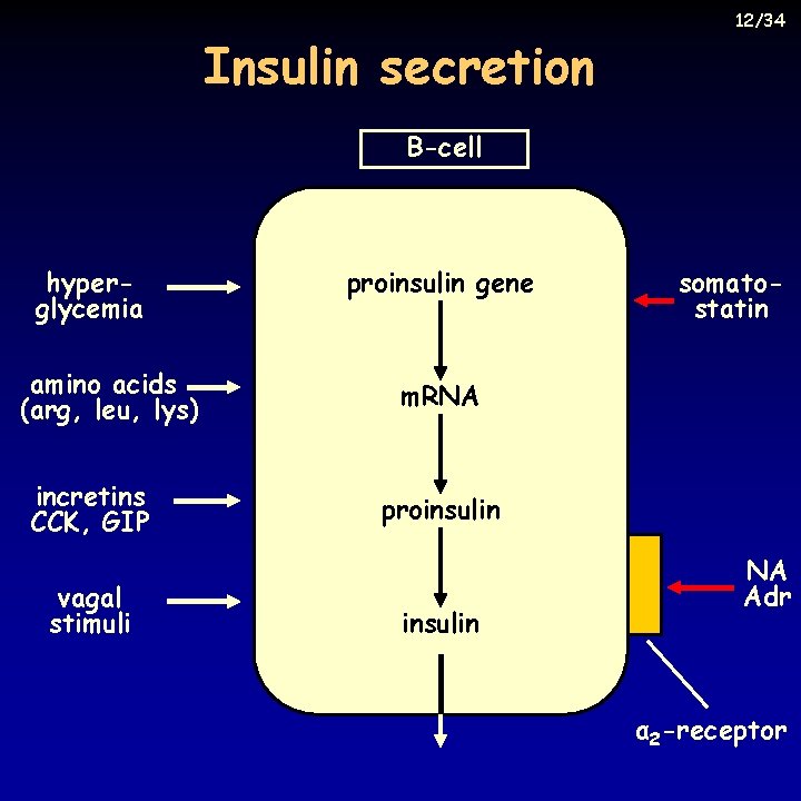 Insulin secretion 12/34 B-cell hyperglycemia amino acids (arg, leu, lys) incretins CCK, GIP vagal