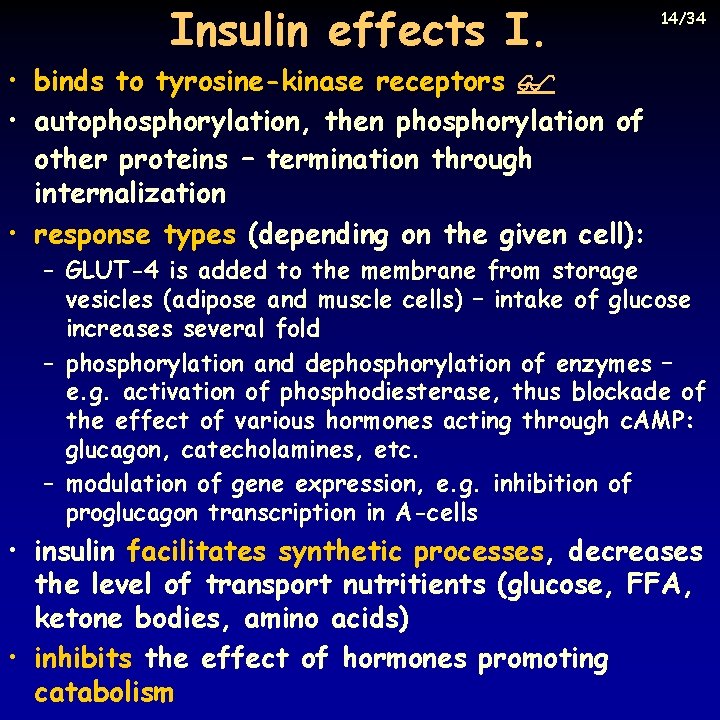 Insulin effects I. 14/34 • binds to tyrosine-kinase receptors • autophosphorylation, then phosphorylation of