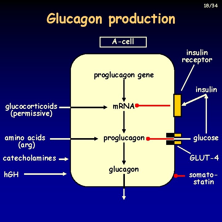 Glucagon production 18/34 A-cell insulin receptor proglucagon gene insulin glucocorticoids (permissive) amino acids (arg)