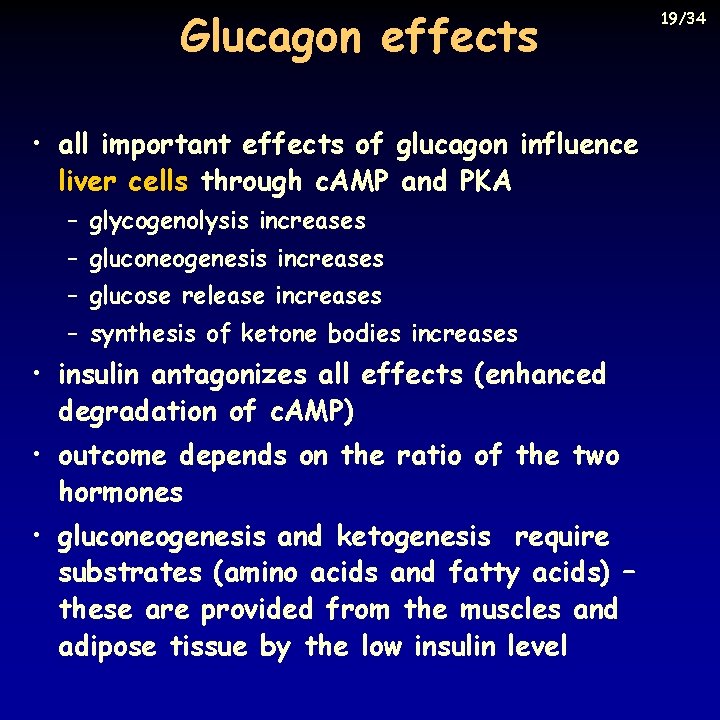 Glucagon effects • all important effects of glucagon influence liver cells through c. AMP