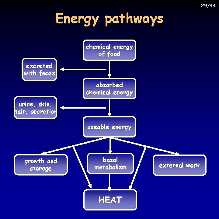 Energy pathways chemical energy of food excreted with feces absorbed chemical energy urine, skin,