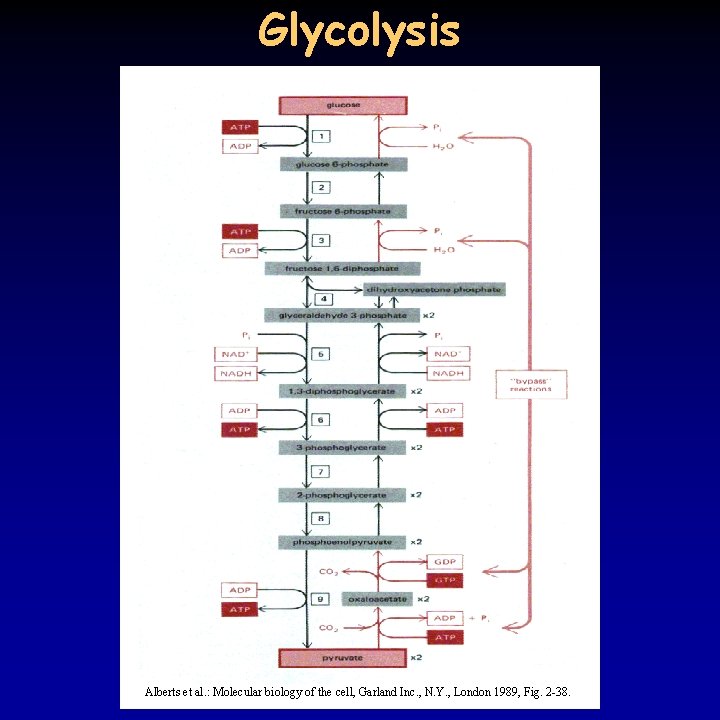 Glycolysis Alberts et al. : Molecular biology of the cell, Garland Inc. , N.