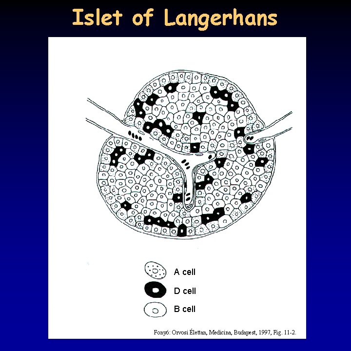 Islet of Langerhans A cell D cell B cell Fonyó: Orvosi Élettan, Medicina, Budapest,