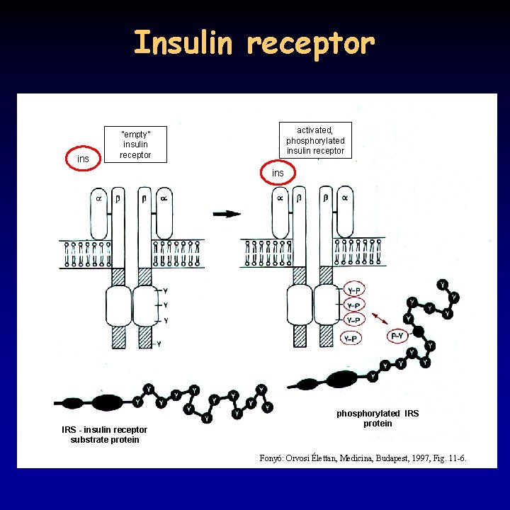 Insulin receptor ins activated, phosphorylated insulin receptor ”empty” insulin receptor ins IRS - insulin