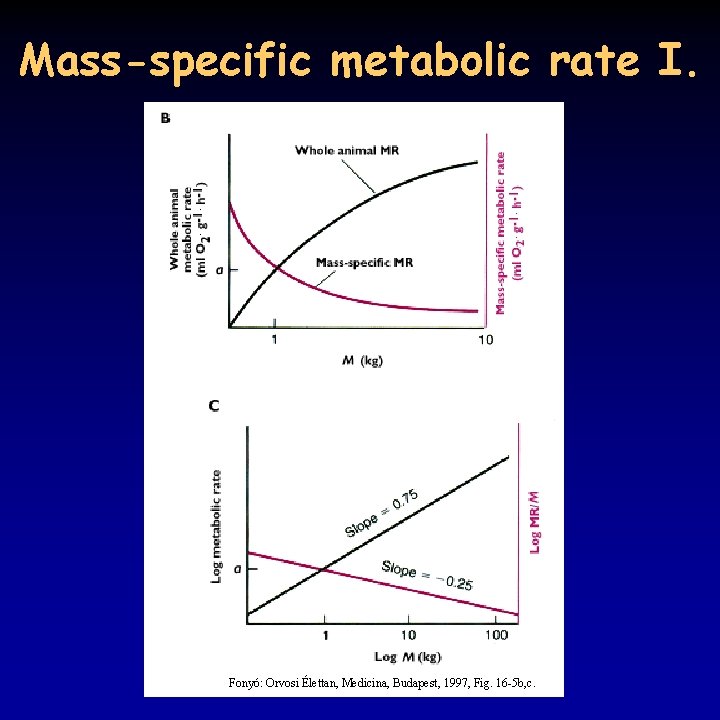 Mass-specific metabolic rate I. Fonyó: Orvosi Élettan, Medicina, Budapest, 1997, Fig. 16 -5 b,