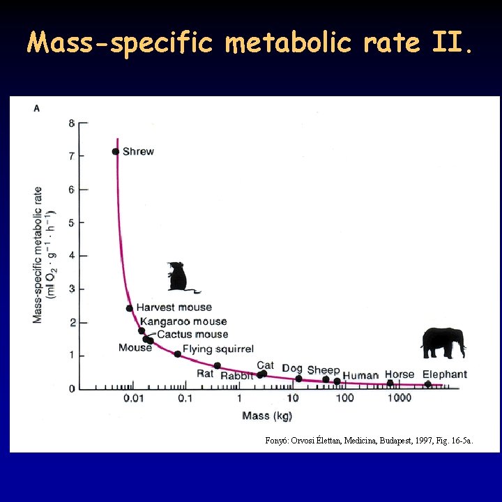 Mass-specific metabolic rate II. Fonyó: Orvosi Élettan, Medicina, Budapest, 1997, Fig. 16 -5 a.