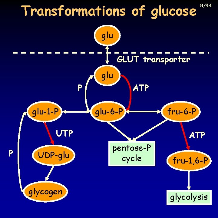Transformations of glucose 8/34 glu GLUT transporter glu P glu-1 -P ATP glu-6 -P