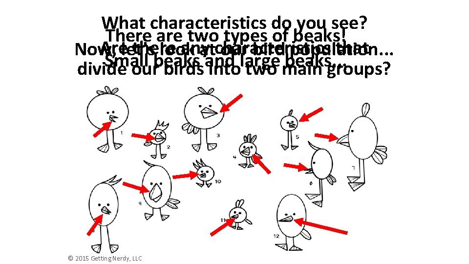 What characteristics do you see? There are two types of beaks! Are there any