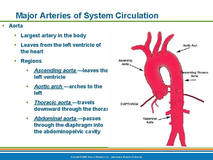 Major Arteries of System Circulation § Aorta § Largest artery in the body §