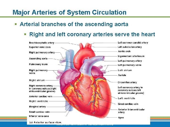 Major Arteries of System Circulation § Arterial branches of the ascending aorta § Right