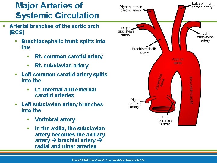 Major Arteries of Systemic Circulation § Arterial branches of the aortic arch (BCS) §