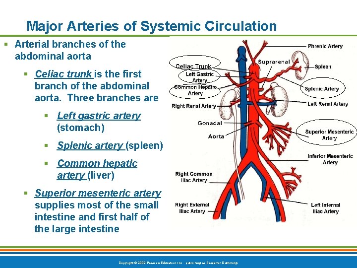 Major Arteries of Systemic Circulation § Arterial branches of the abdominal aorta § Celiac