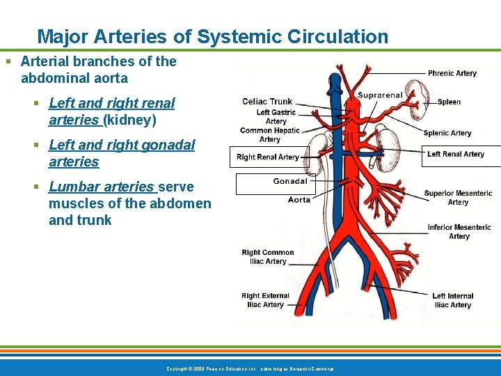 Major Arteries of Systemic Circulation § Arterial branches of the abdominal aorta § Left