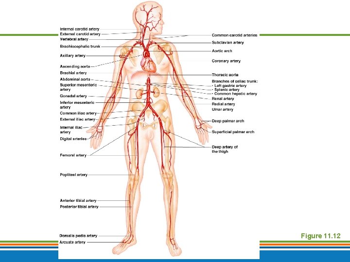 Figure 11. 12 Copyright © 2009 Pearson Education, Inc. , publishing as Benjamin Cummings