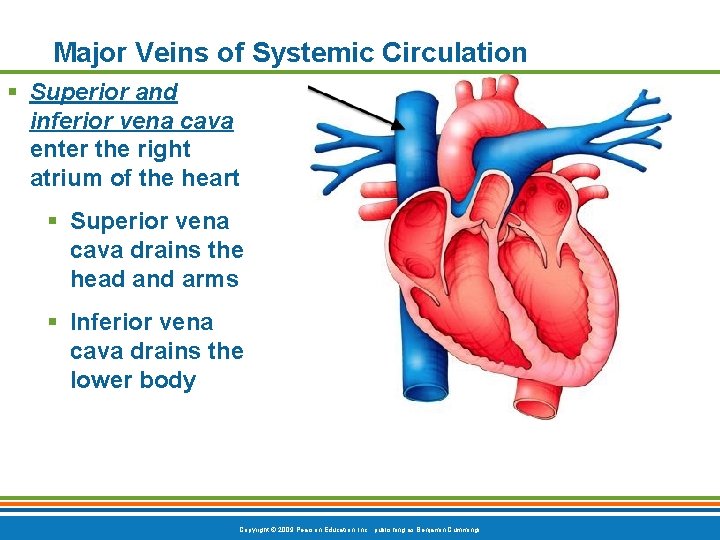 Major Veins of Systemic Circulation § Superior and inferior vena cava enter the right