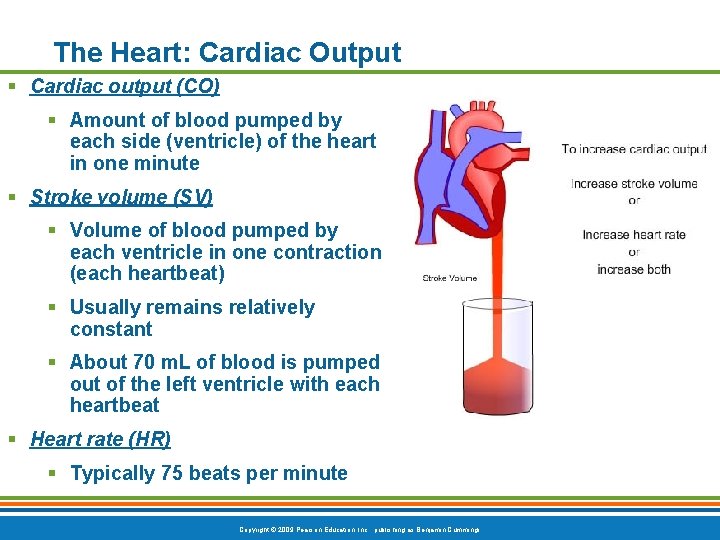 The Heart: Cardiac Output § Cardiac output (CO) § Amount of blood pumped by