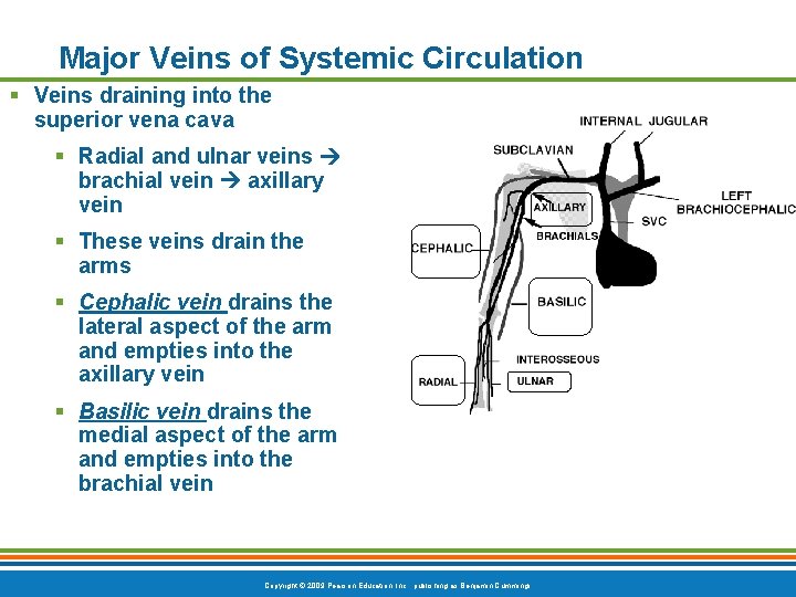 Major Veins of Systemic Circulation § Veins draining into the superior vena cava §