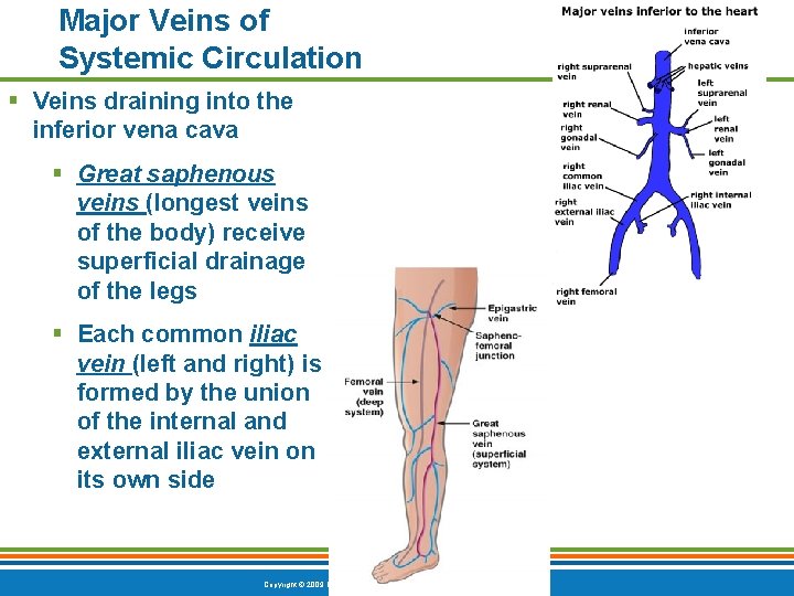 Major Veins of Systemic Circulation § Veins draining into the inferior vena cava §