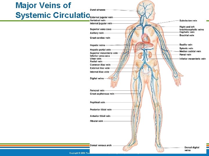 Major Veins of Systemic Circulation Figure 11. 13 Copyright © 2009 Pearson Education, Inc.