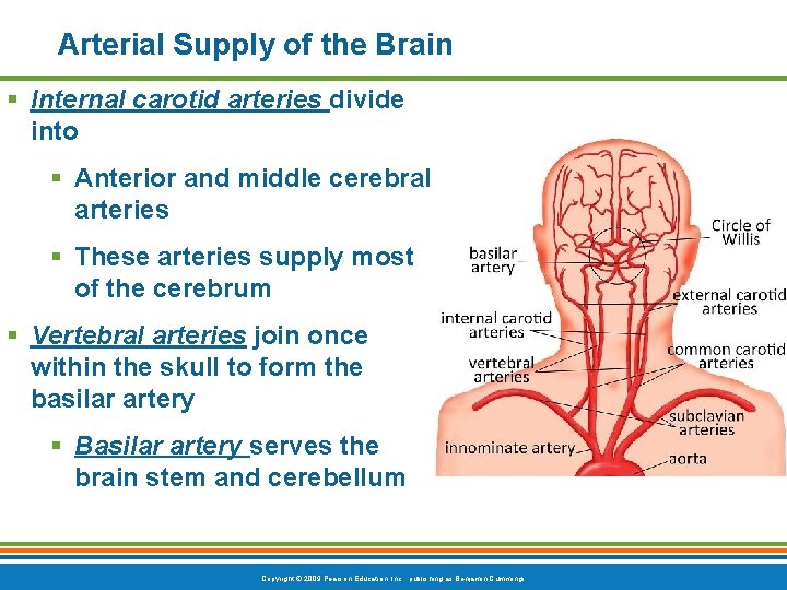 Arterial Supply of the Brain § Internal carotid arteries divide into § Anterior and