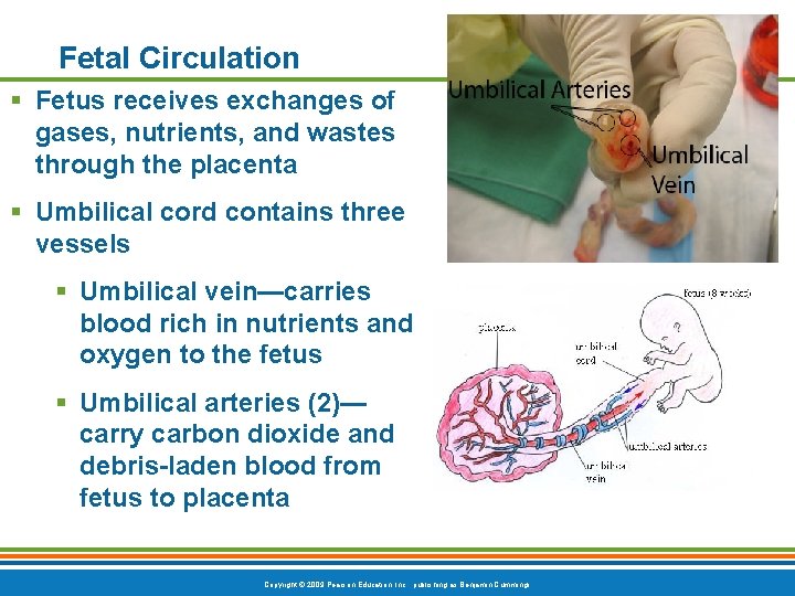 Fetal Circulation § Fetus receives exchanges of gases, nutrients, and wastes through the placenta