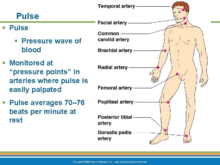 Pulse § Pressure wave of blood § Monitored at “pressure points” in arteries where