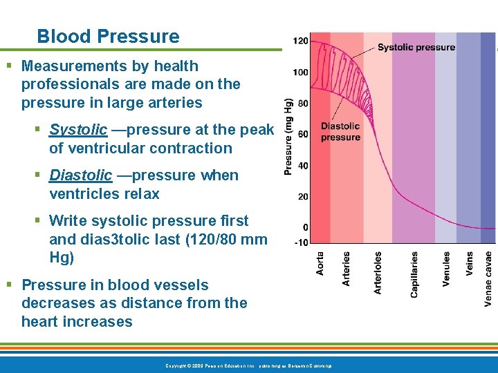 Blood Pressure § Measurements by health professionals are made on the pressure in large