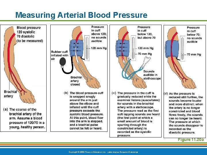 Measuring Arterial Blood Pressure Figure 11. 20 a Copyright © 2009 Pearson Education, Inc.