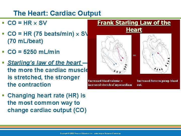 The Heart: Cardiac Output § CO = HR SV § CO = HR (75