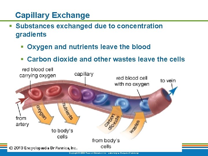Capillary Exchange § Substances exchanged due to concentration gradients § Oxygen and nutrients leave